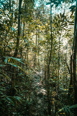 Naturalny krajobraz dżungli tropikalnej, las deszczowy, zielone tło.