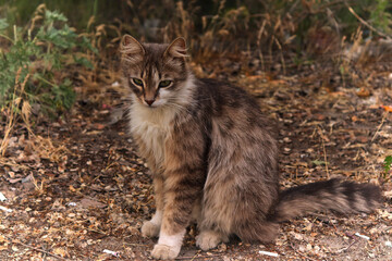 Naklejka na ściany i meble A beautiful gentle, fluffy slender cat sits outside in the leaves and waits for the spring warmth.