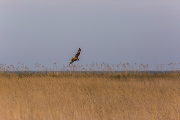 Western marsh harrier (Circus aeruginosus) in Aiguamolls De L'Emporda Nature Reserve, Spain