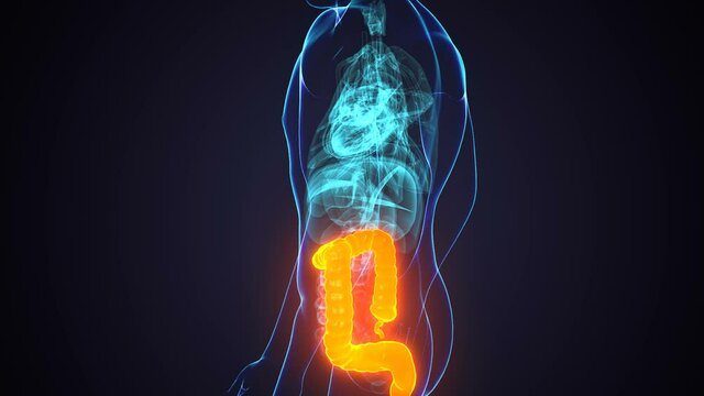 Large Intestine 3D Illustration Human Digestive System