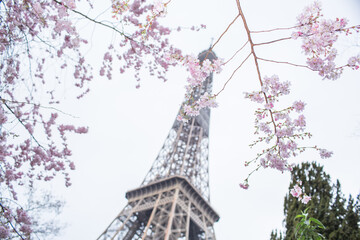 Eiffel tower in Paris with cherry flowers in the foreground. 