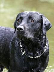 Dog Playing in Water