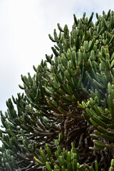 A wild cactus against thick white clouds in Kirstenbosch Botanical Gardens Cape Town