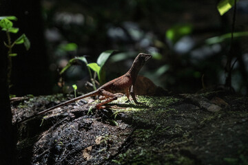 Brązowa jaszczurka na kamieniu, na tle deszczowego lasu.