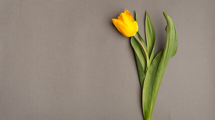 Top view photo of beautiful yellow single tulip on grey background with copyspace.