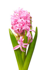 Nature photo pink blooming Hyacinthus on white isolated background.