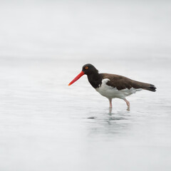 Austernfischer im Wasser