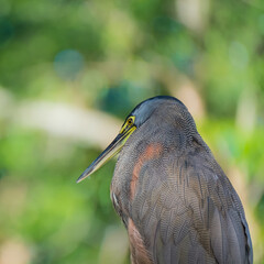 Portrait Grünreiher vor grünem Hintergrund
