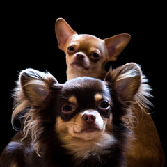 Portrait / Closeup Chihuahua