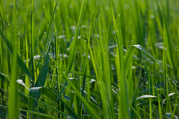 luscious green grass. drops of morning dew on the grass close-up. beautiful green nature background. spring freshness concept. green grass after rain, bokeh