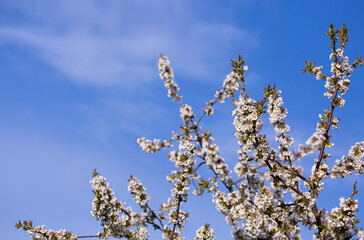 Flowers of the cherry blossoms on a spring day