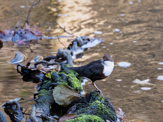 Wasseramsel in einem Bach