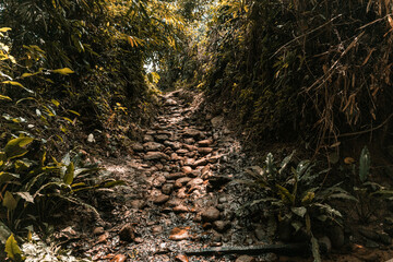 Piękna kamienna ścieżka pośród dżungli, tropikalny las deszczowy. © insomniafoto