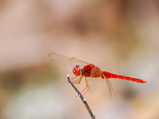 Makro Portrait / Close up einer Libelle an einem Ast / Stock
