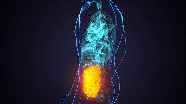 Small Intestine 3D Illustration Human Digestive System