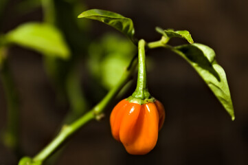 red pepper