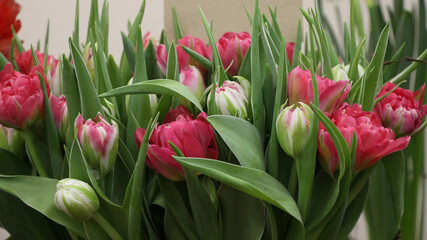 bouquet of pink and white tulips (Flash Point) with a sign template for a greeting inscription 
