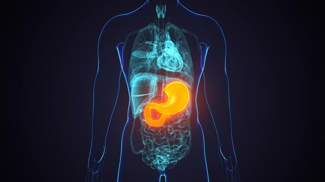 3D Illustration of Human Digestive System Stomach Anatomy

