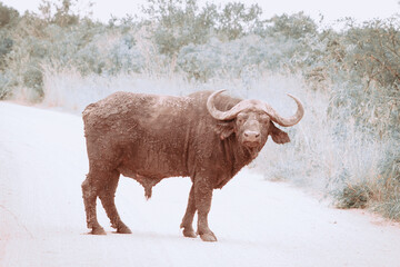 An african buffalo standing across the road. 