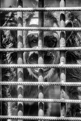 Chimpanzee monkey in horrible conditions of a latticed aviary of a zoo