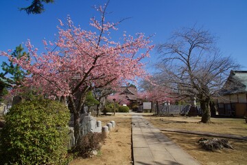 宗吾霊堂の春
河津桜の春　奥の院　大坊　薬師堂