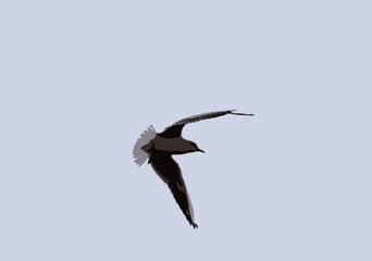 The free flight of the seagull is simply mesmerizing with its lightness.
