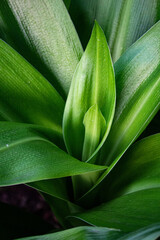 close up of green leaves