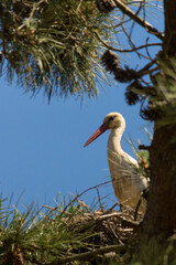 Porträt eines Storch im Nest