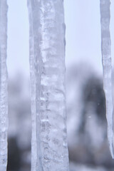 Naklejka na ściany i meble Fragment of a large icicle on a blurred background. Close-up. Selective focus
