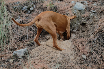 Andalusian dog in the camp (campeo de perrps Podencos andaluz)