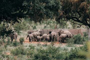 Naklejka na ściany i meble A herd of elephants drinking water out of a cement water tank.