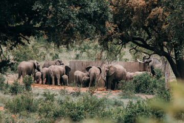 A herd of elephants drinking water out of a reservoir