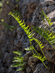 fern on the ground in Biniali