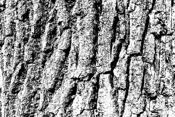 Black white texture of rugged relief fractured bark wood of aged cork oak. Old rough grunge of uneven ridged hard dry crust surface. Deep cut grooved coated layer, convex ornate textured rustic design