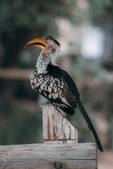 A yellow billed hornbill sitting on a fence post