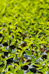 Growing of Small green chili plant at green house