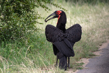 A ground hornbill standing proudly along the side of the road