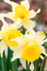 Beautiful yellow daffodil flowers. Springfield daffodil flowers. Nature, spring or summer background. Yellow background. Spring or summer season. Soft flower background.