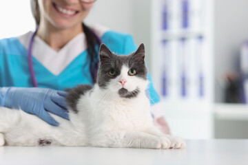 Woman veterinarian in protective gloves stroking cat closeup. Treatment and examination of pets...