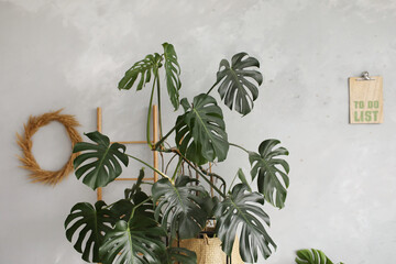 leaves of Monstera or split-leaf philodendron the tropical foliage on a gray walls. Monstera in a...