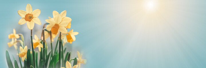 Daffodil flowers floral spring banner