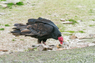 The Turkey vulture (Cathartes aura)