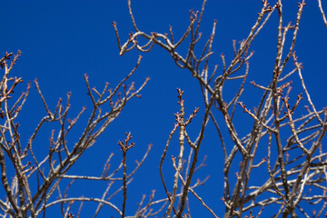 Close-up of tree twigs with fresh buds in the february sun in front of azure sky