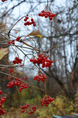 Ripe red berries on viburnum bush in autumn garden in overcast day.