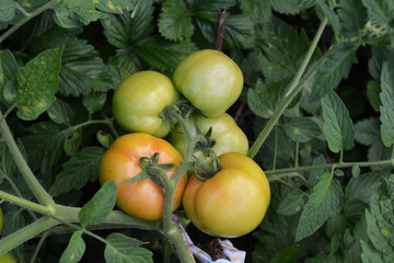 Tomatoes grow and ripe on the vine of tomato plant in the rural garden.