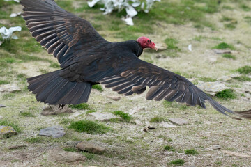 The Turkey vulture (Cathartes aura)