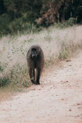 A male baboon walking along the road in the african bushveld