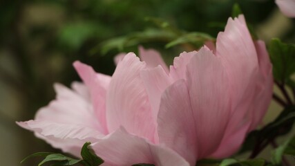 Close-up of a flower of pink tree peonies of Japanese selection (flower variety - Yachiyotsubaki) on blurry green background
