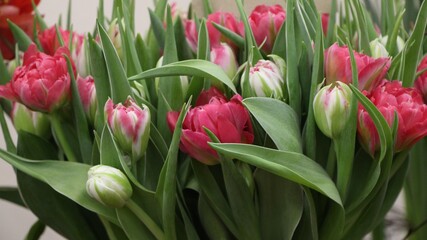 Close-up of white and pink tulips (Flash Point) for banner