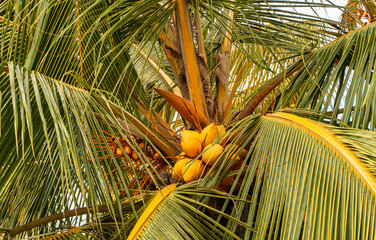 Owoce palmy kokosowej na drzewie, tropikalne jedzenie. - obrazy, fototapety, plakaty
